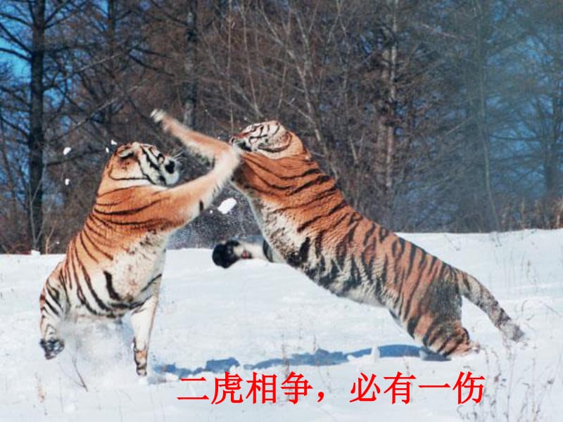 两虎相争